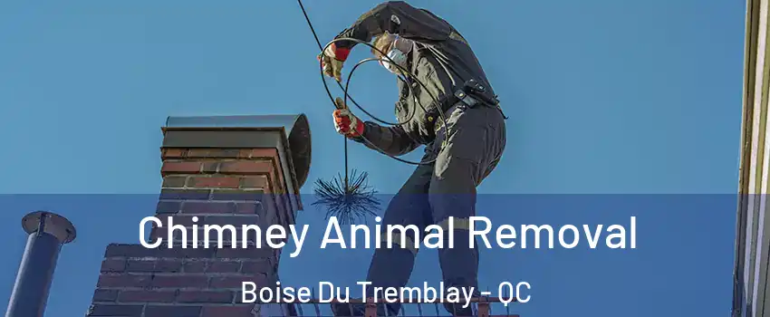 Chimney Animal Removal Boise Du Tremblay - QC