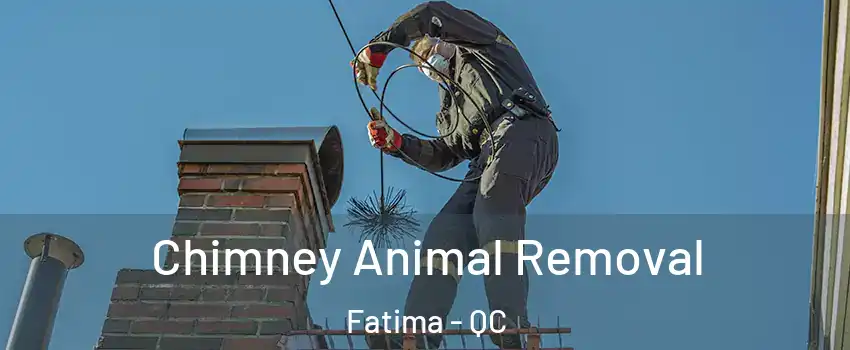 Chimney Animal Removal Fatima - QC