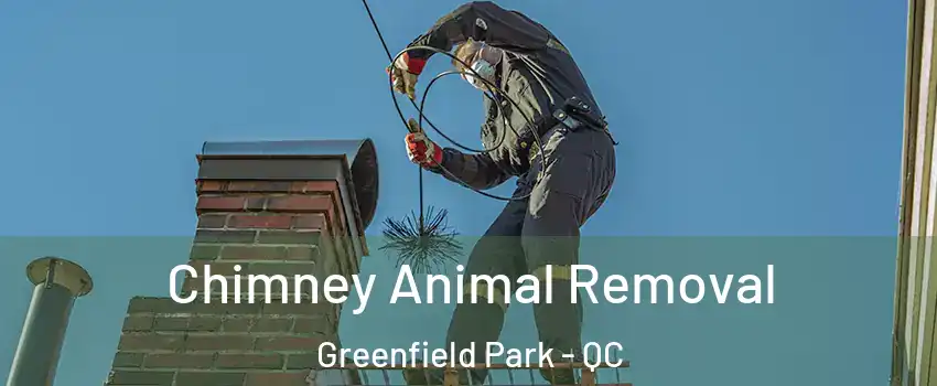 Chimney Animal Removal Greenfield Park - QC