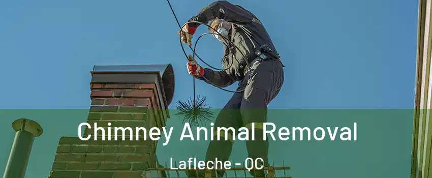 Chimney Animal Removal Lafleche - QC