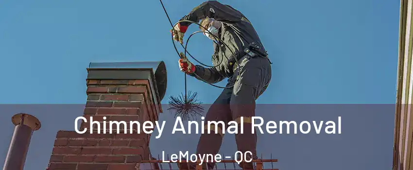 Chimney Animal Removal LeMoyne - QC