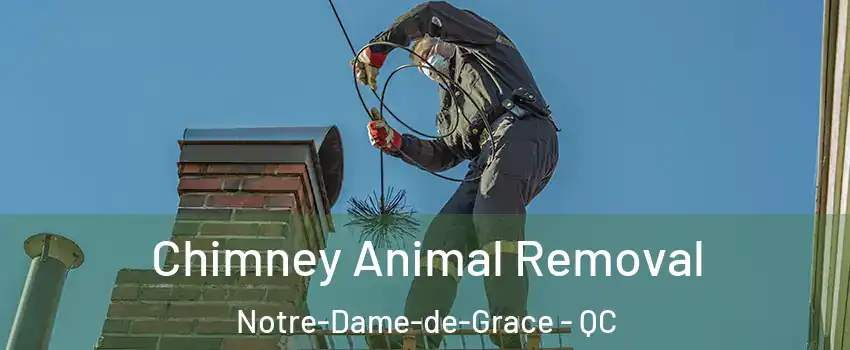 Chimney Animal Removal Notre-Dame-de-Grace - QC