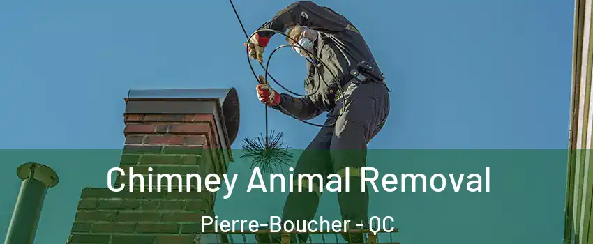 Chimney Animal Removal Pierre-Boucher - QC